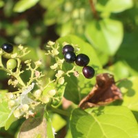Premna serratifolia L.